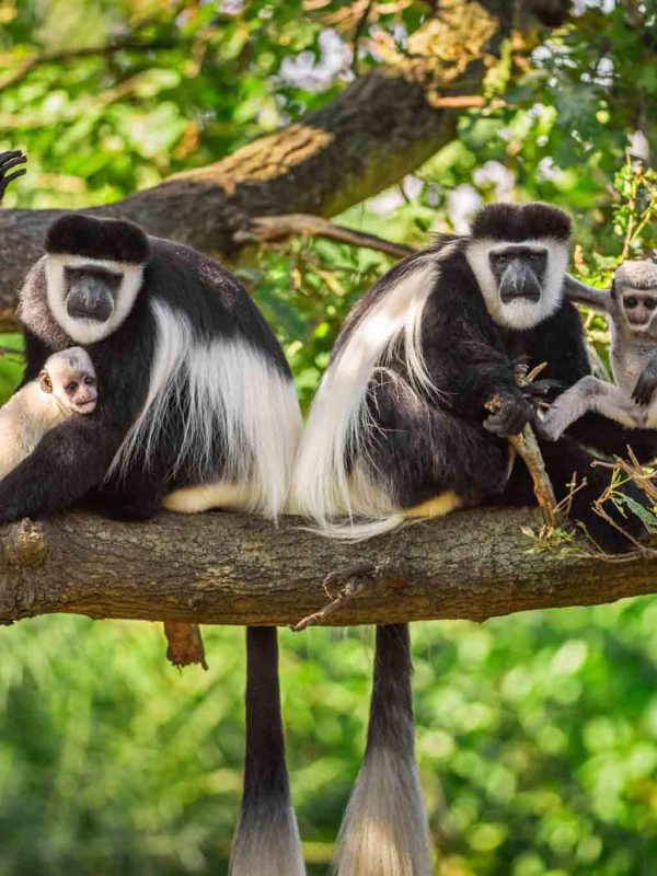 arusha national park 2