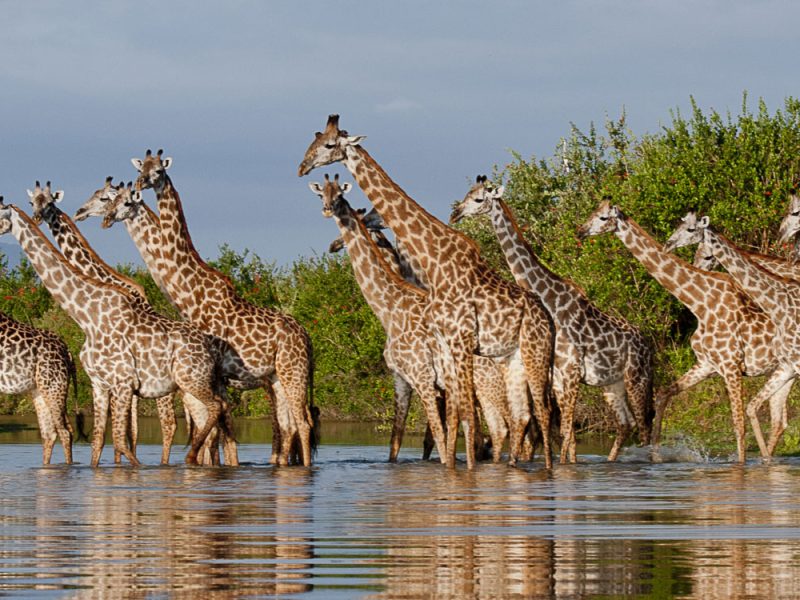 nyerere-national-park